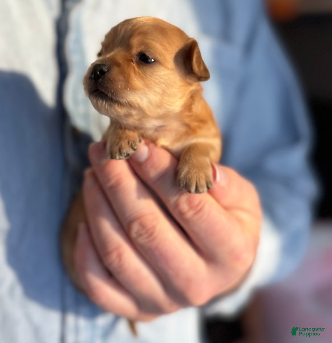 Chihuahua dogs for sale: Red gold  - Ad 8