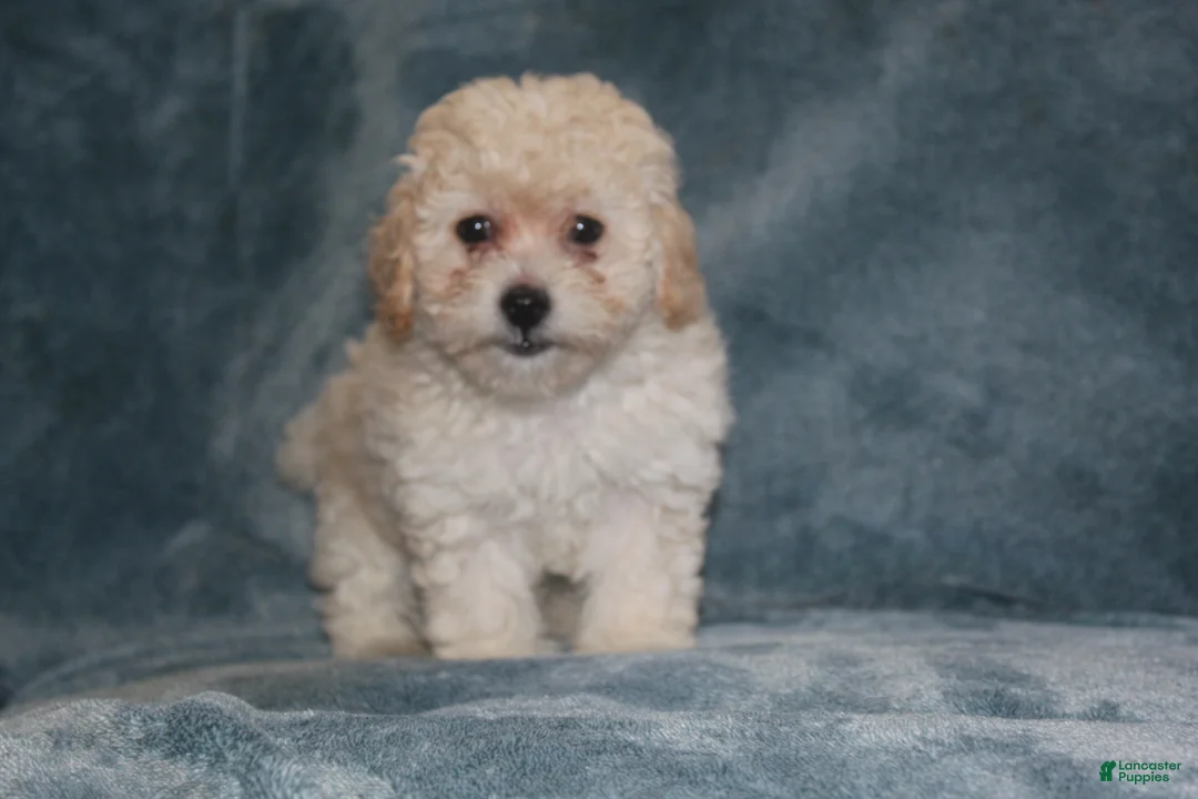 Miniature Poodle dogs for sale: Sara - Ad 2