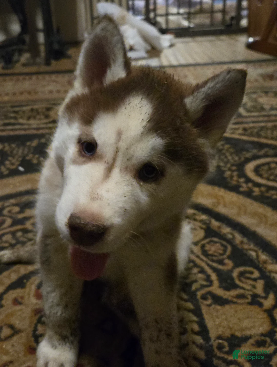 Siberian Husky dogs for sale: Henry - Ad 5