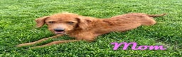 Mixed Breed dogs for sale: Krista - Ad 6