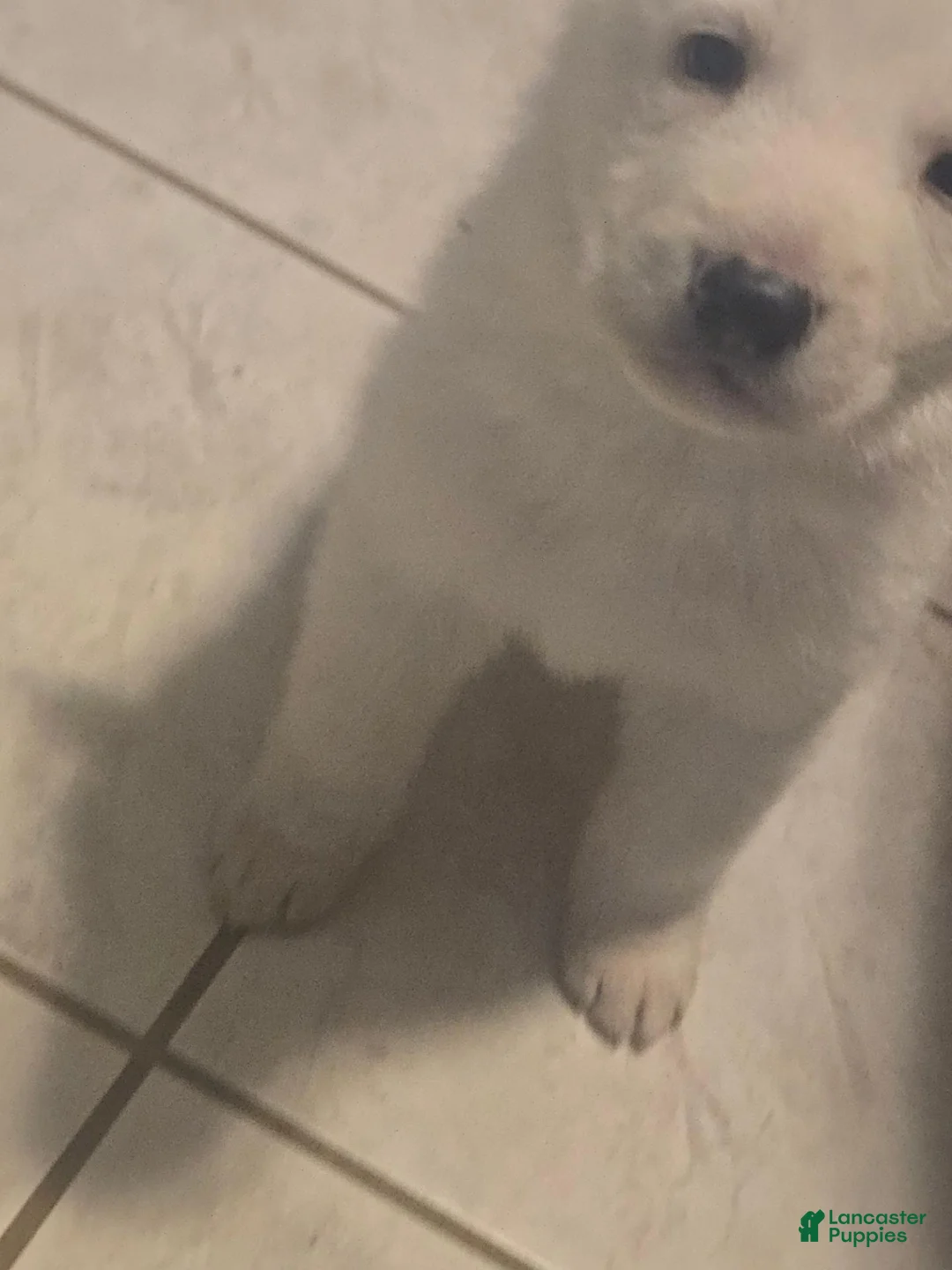 German Shepherd dogs for sale: German Shepherd 3 - Ad 8