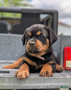 Rottweiler dogs Cobra - Ad 1