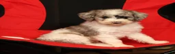 Mini Sheepadoodle dogs for sale: Charlie - Ad 6