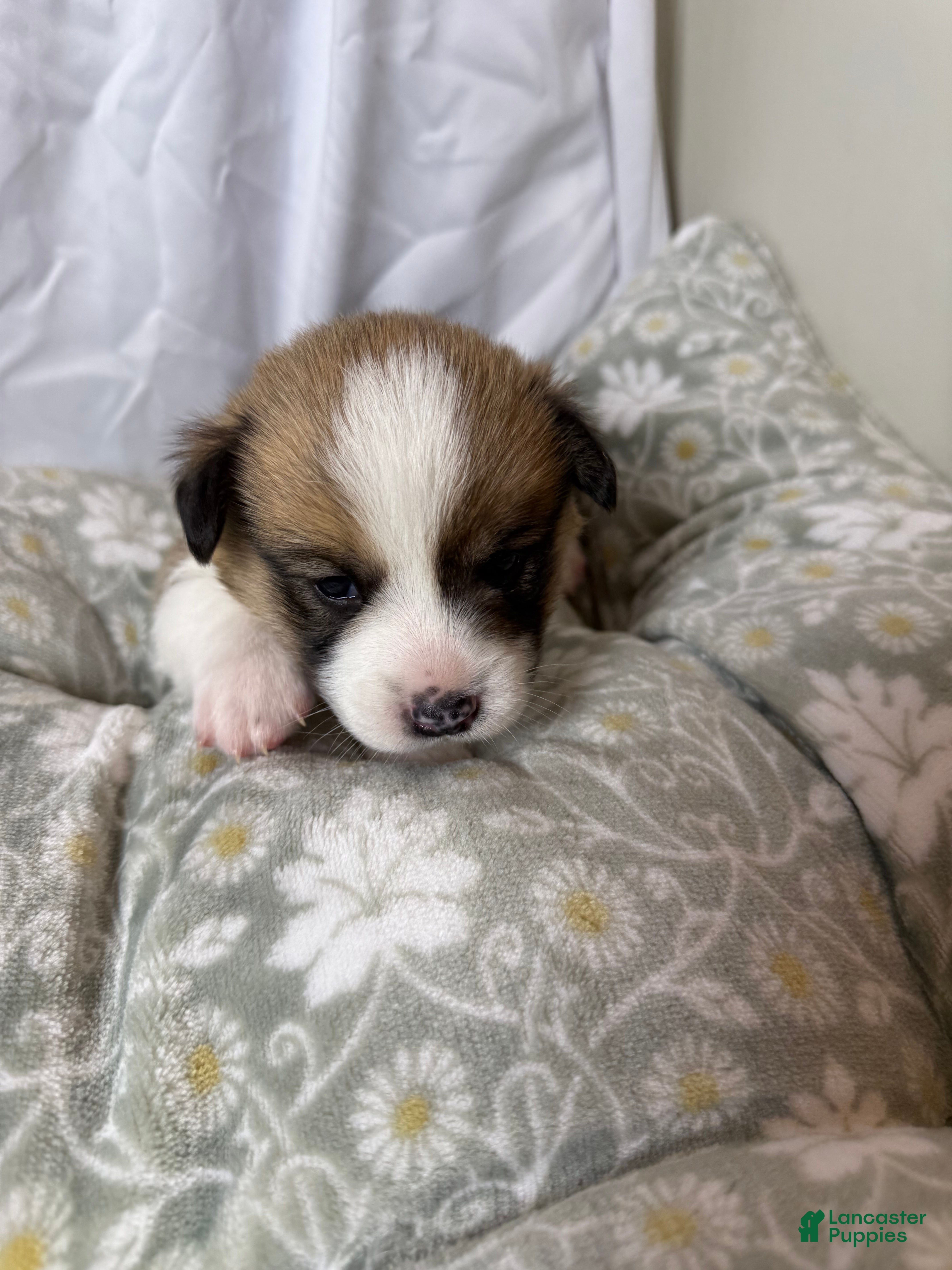 Welsh Corgi Pembroke dogs for sale: Good Friday 4M - Ad 3