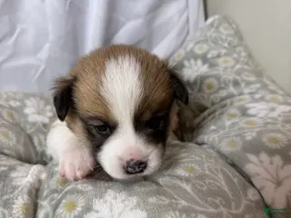 Welsh Corgi Pembroke dogs for sale: Good Friday 4M - Ad 3