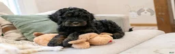 Bernedoodle dogs for sale: Acadia - Ad 15