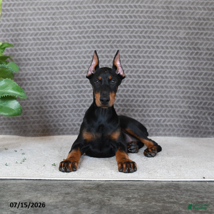 Doberman Pinscher dogs Diana - Ad 2