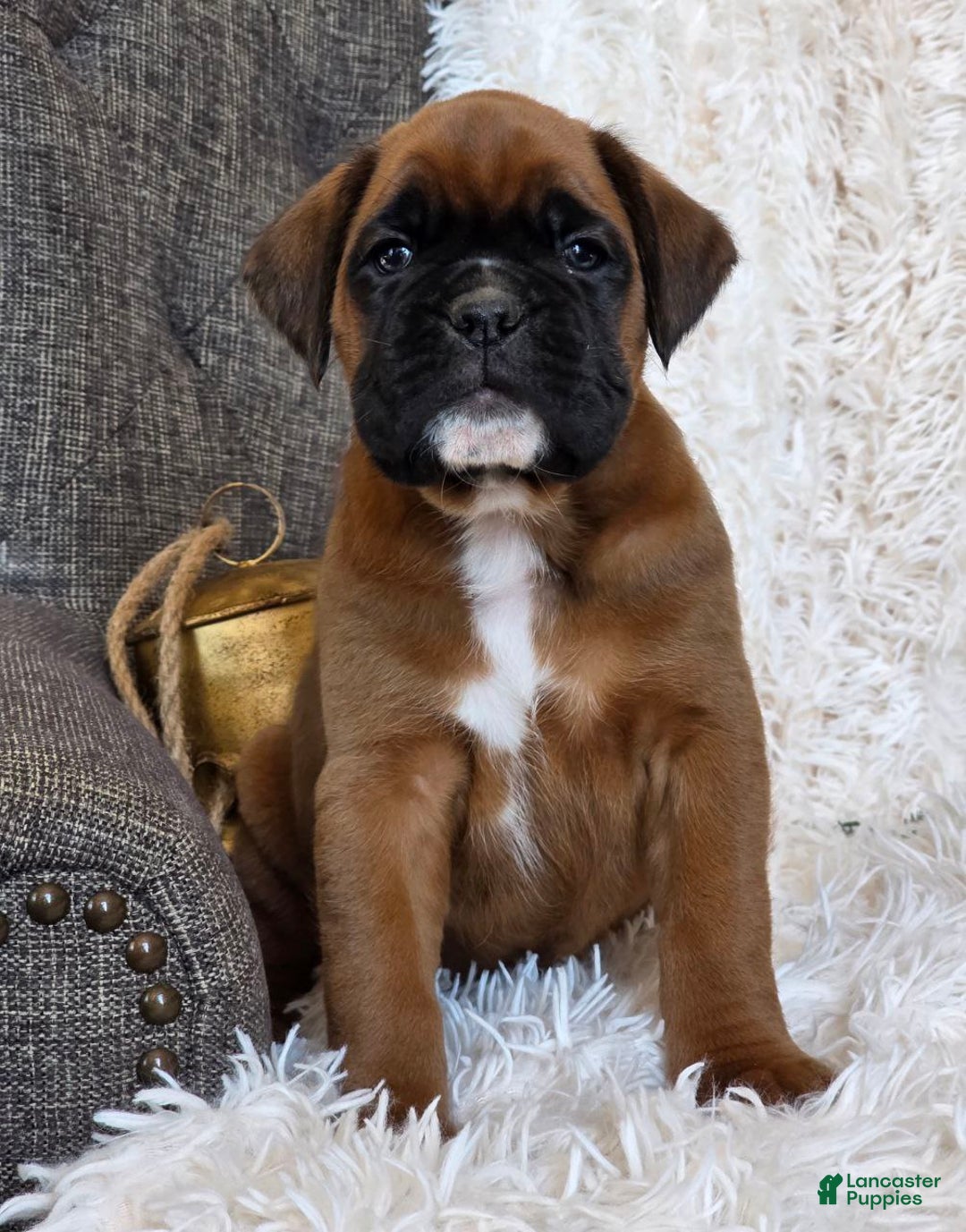 Boxer dogs for sale: Chelsea - Ad 13