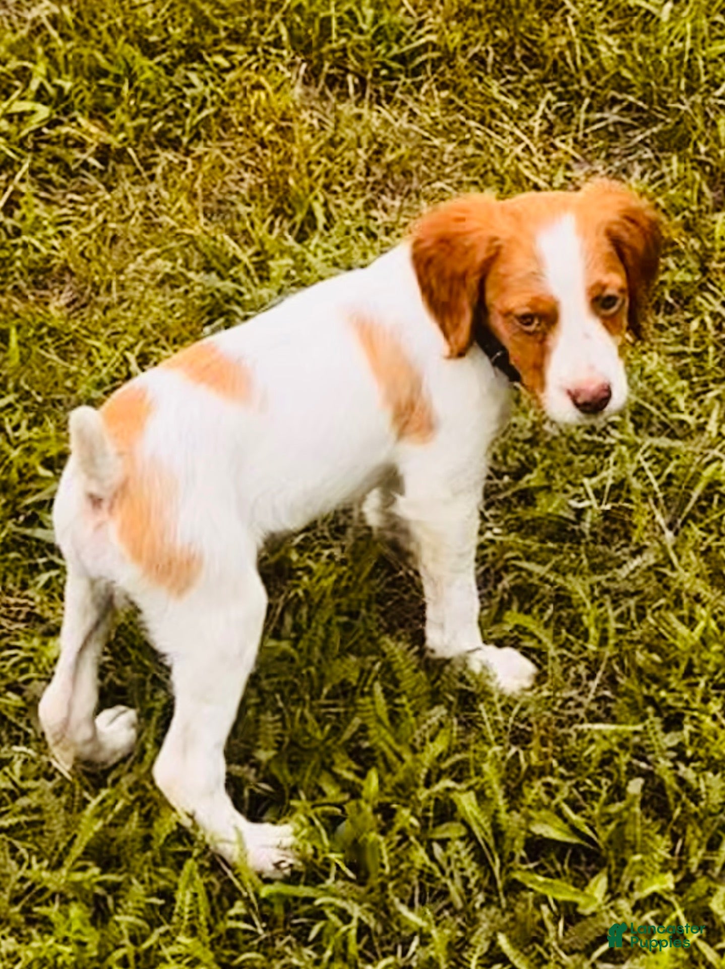 Brittany Spaniel dogs Brittany Spaniel 1 - Ad 5