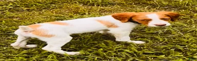 Brittany Spaniel 1