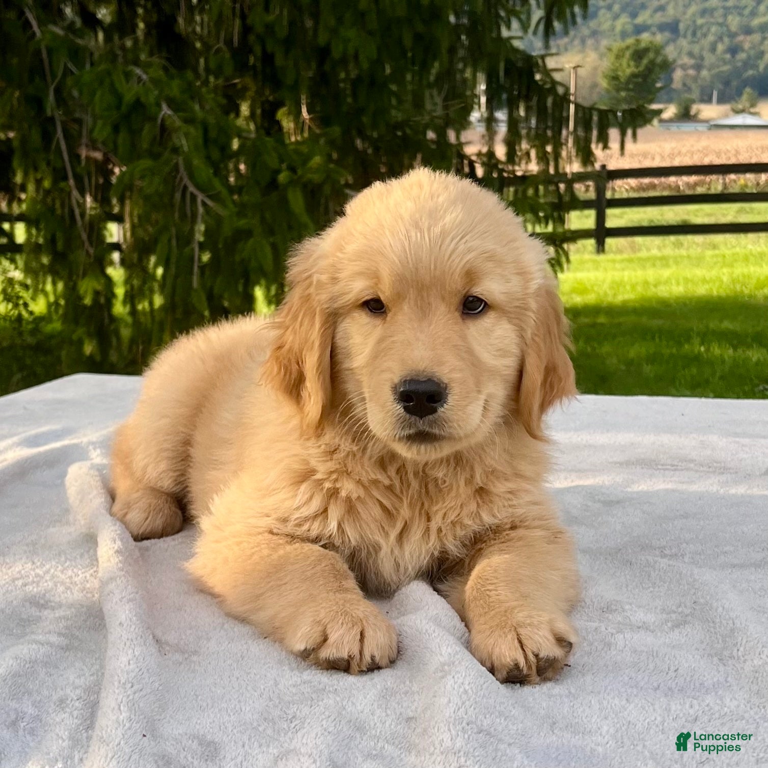 Golden Retriever dogs Jasper - Ad 2