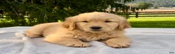 Golden Retriever dogs for sale: Jasper - Ad 2