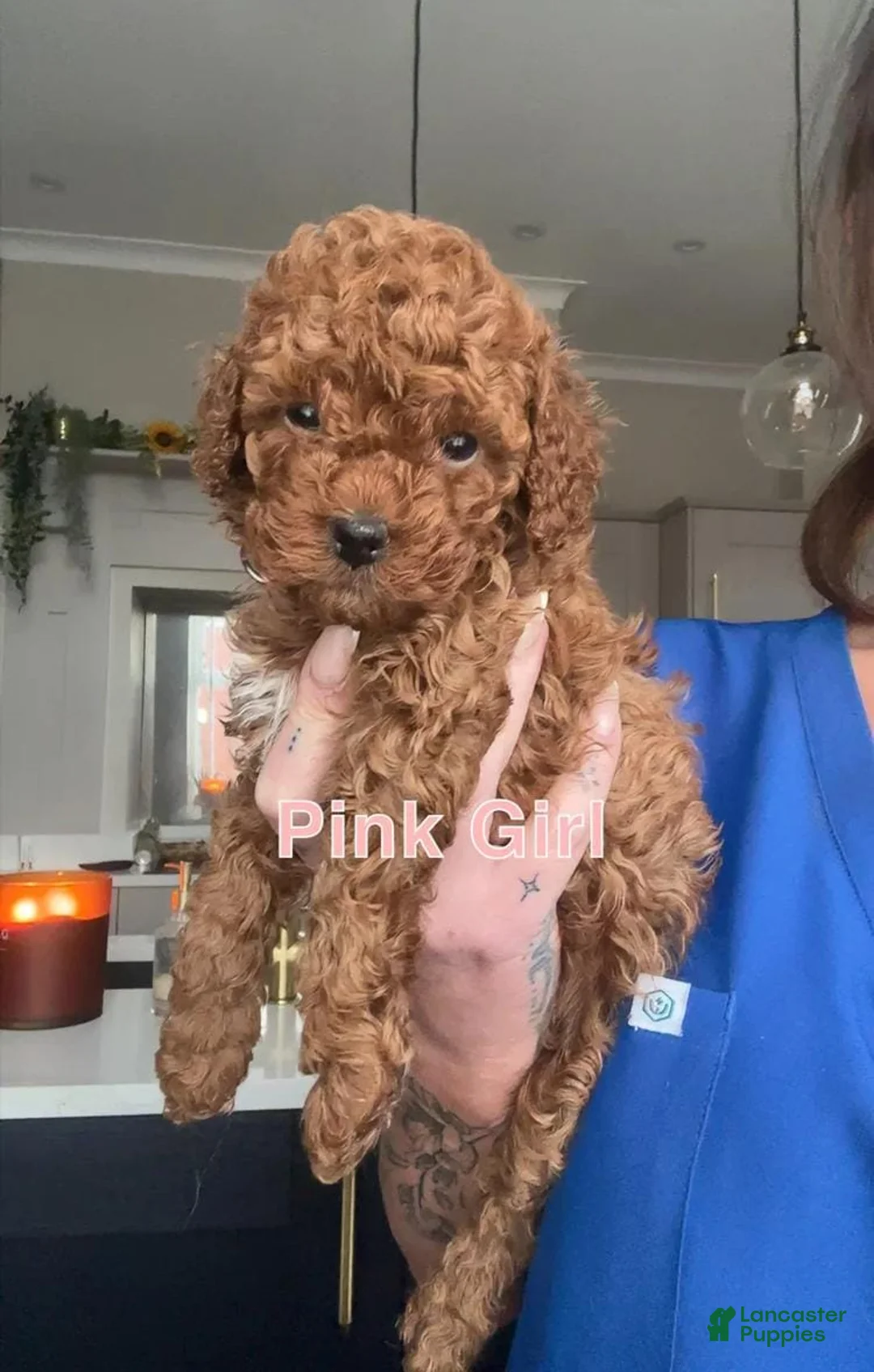 Cavapoo dogs for sale: Stacy - Ad 1