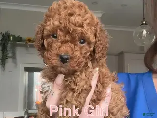 Cavapoo dogs Stacy - Ad 11