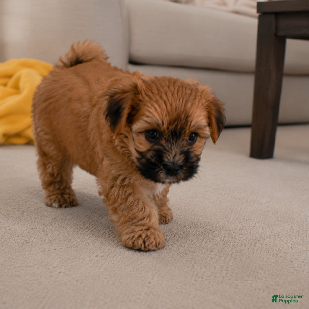 Morkie dogs Betty - Ad 2