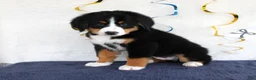 Bernese Mountain Dog dogs for sale: Mercy - Ad 3
