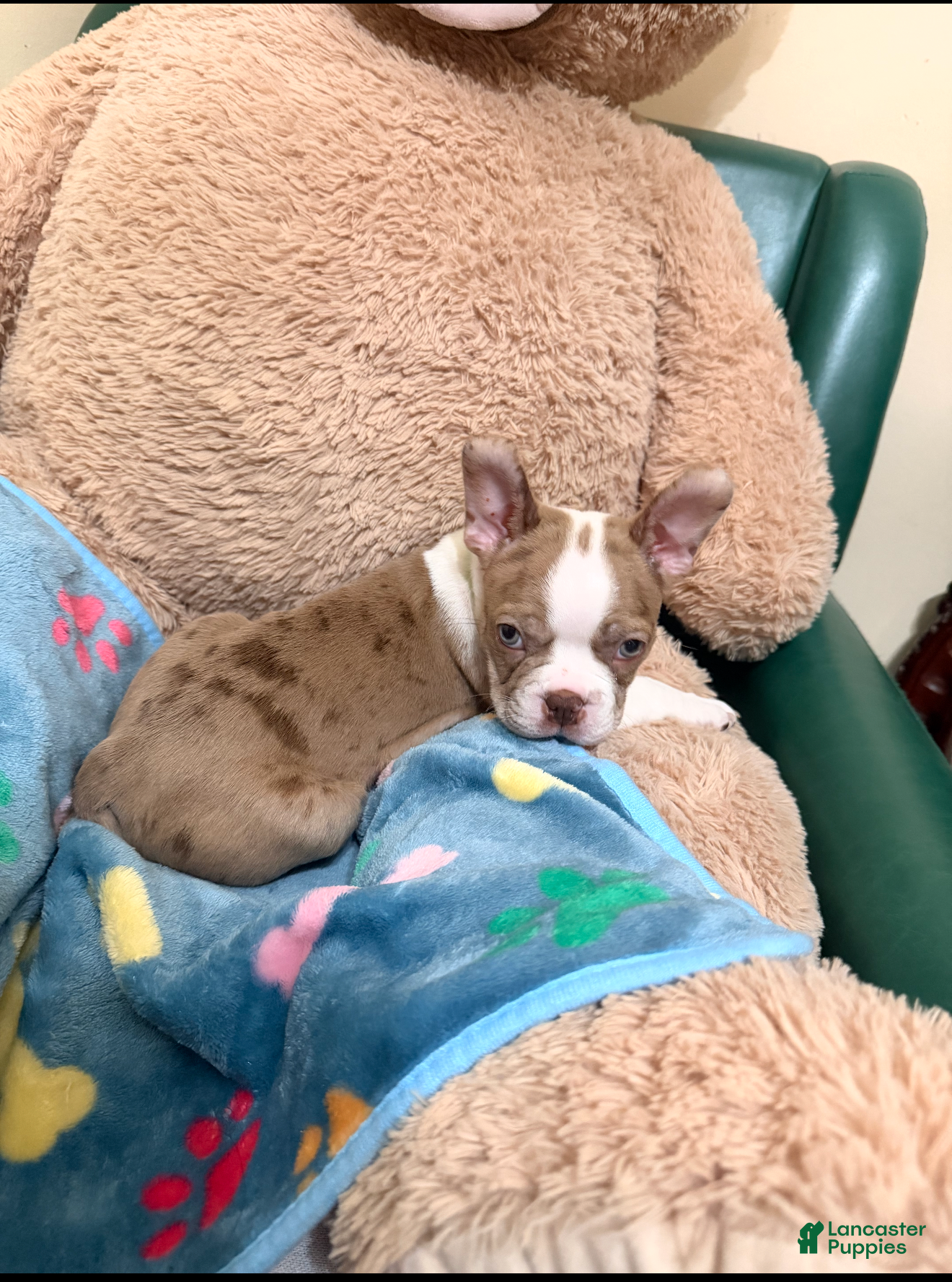 Boston Terrier dogs Roscoe - Ad 2