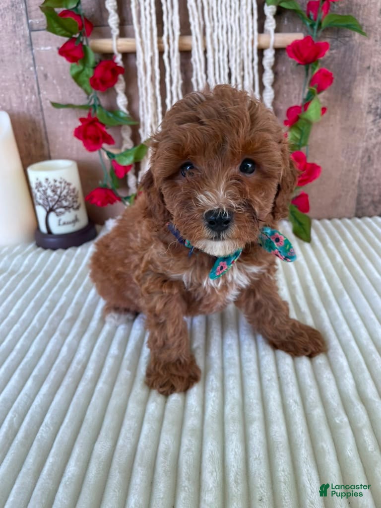Mini Goldendoodle dogs Mr. Cloudy - Ad 11