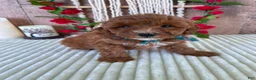 Mini Goldendoodle dogs for sale: Mr. Cloudy - Ad 1