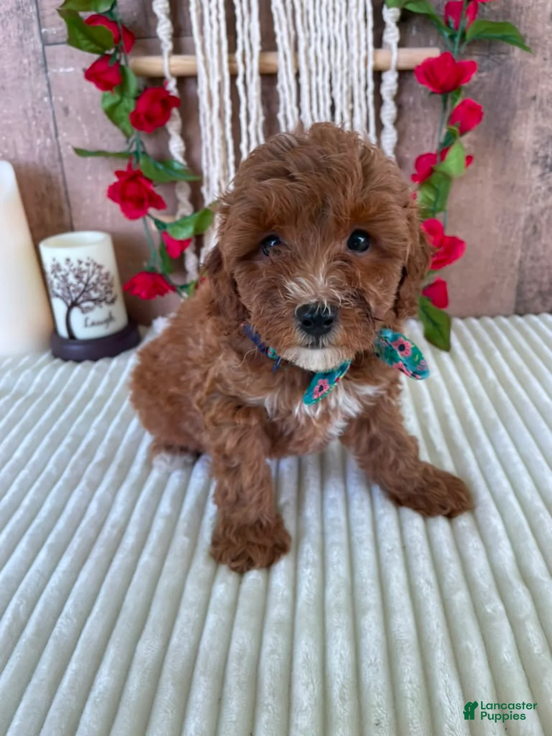 Mini Goldendoodle dogs for sale: Mr. Cloudy - Ad 1