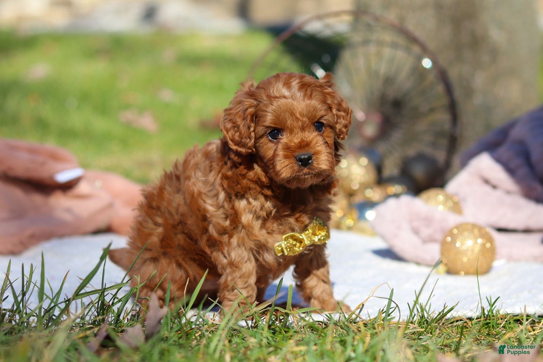 Cavapoo dogs for sale: Archie - Ad 3
