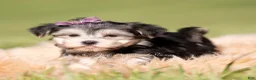 Morkie dogs for sale: Petals F1 - Ad 3