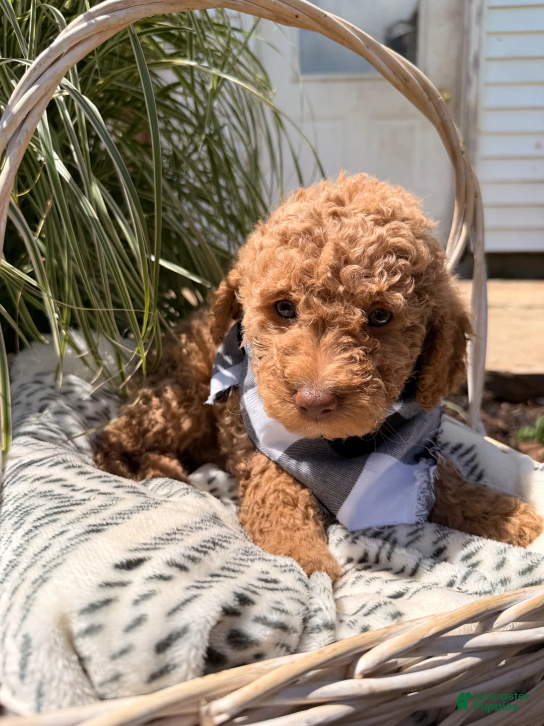 Mini Goldendoodle dogs for sale: Benny - Ad 1
