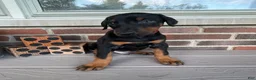 Doberman Pinscher dogs for sale: Havoc - Ad 3
