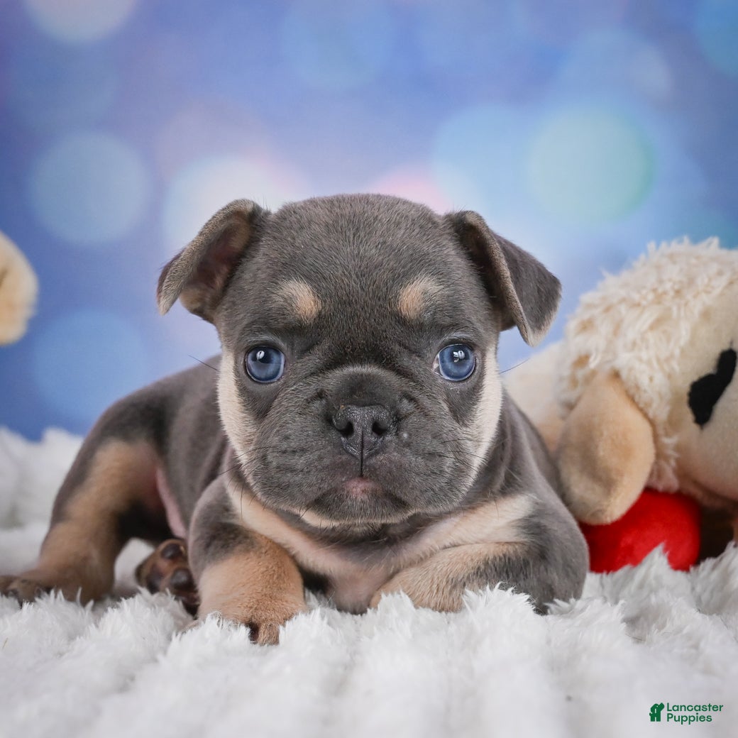 French Bulldog dogs for sale: Copper - Ad 4