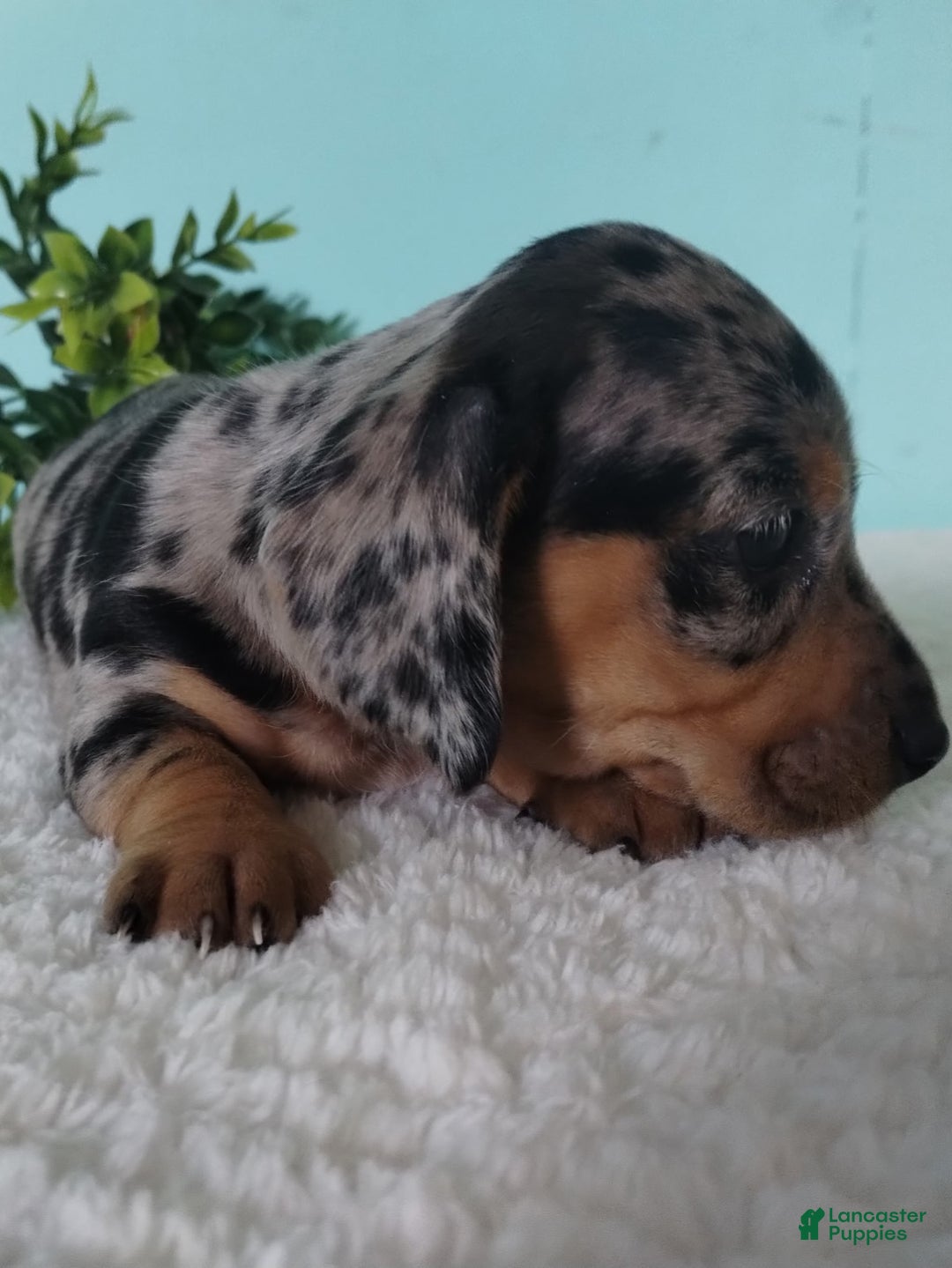 Miniature Dachshund dogs for sale: Fido - Ad 18