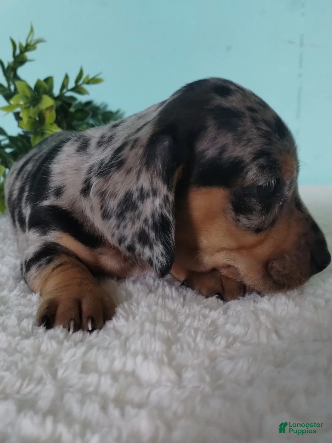 Miniature Dachshund dogs for sale: Flora - Ad 20