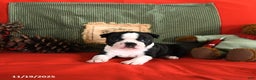 Boston Terrier dogs for sale: Oliana - Ad 7
