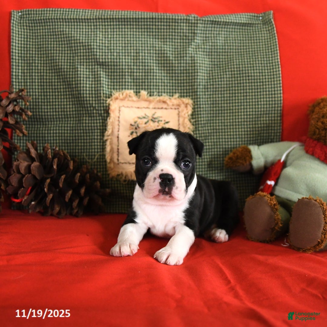 Boston Terrier dogs for sale: Oliana - Ad 7