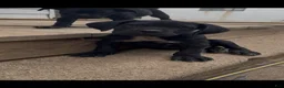 Cane Corso dogs for sale: Panther - Ad 5