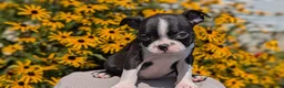 Boston Terrier dogs for sale: Teddy - Ad 6