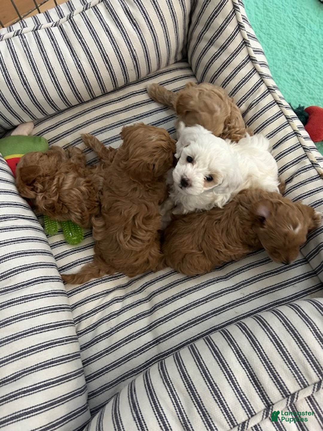 Maltipoo dogs for sale: Maltipoo Missy - Ad 2