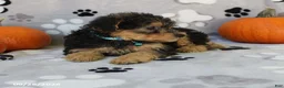 Yorkiepoo dogs for sale: Santiago - Ad 5