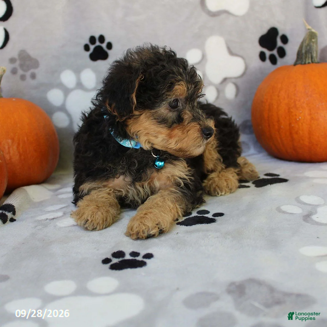 Yorkiepoo dogs for sale: Santiago - Ad 5