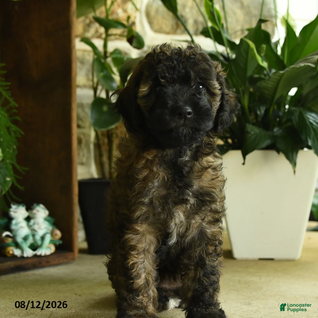 Cavapoo dogs for sale: Willow - Ad 2