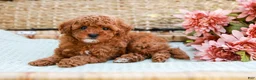 Toy Poodle dogs for sale: Bethany - Ad 6