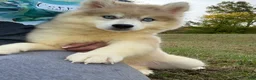 Pomsky dogs for sale: Pomsky Angel - Ad 4