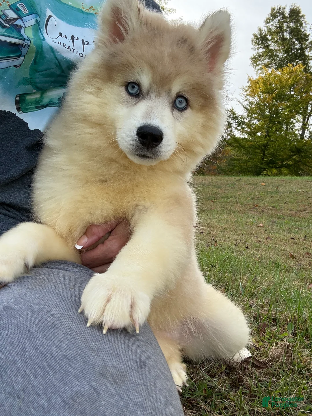 Pomsky dogs for sale: Pomsky Angel - Ad 4