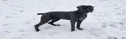 Cane Corso dogs for sale: Cane Corso Puppy 6 - Ad 6