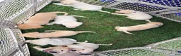 Labrador Retriever dogs for sale: Male  - Ad 2