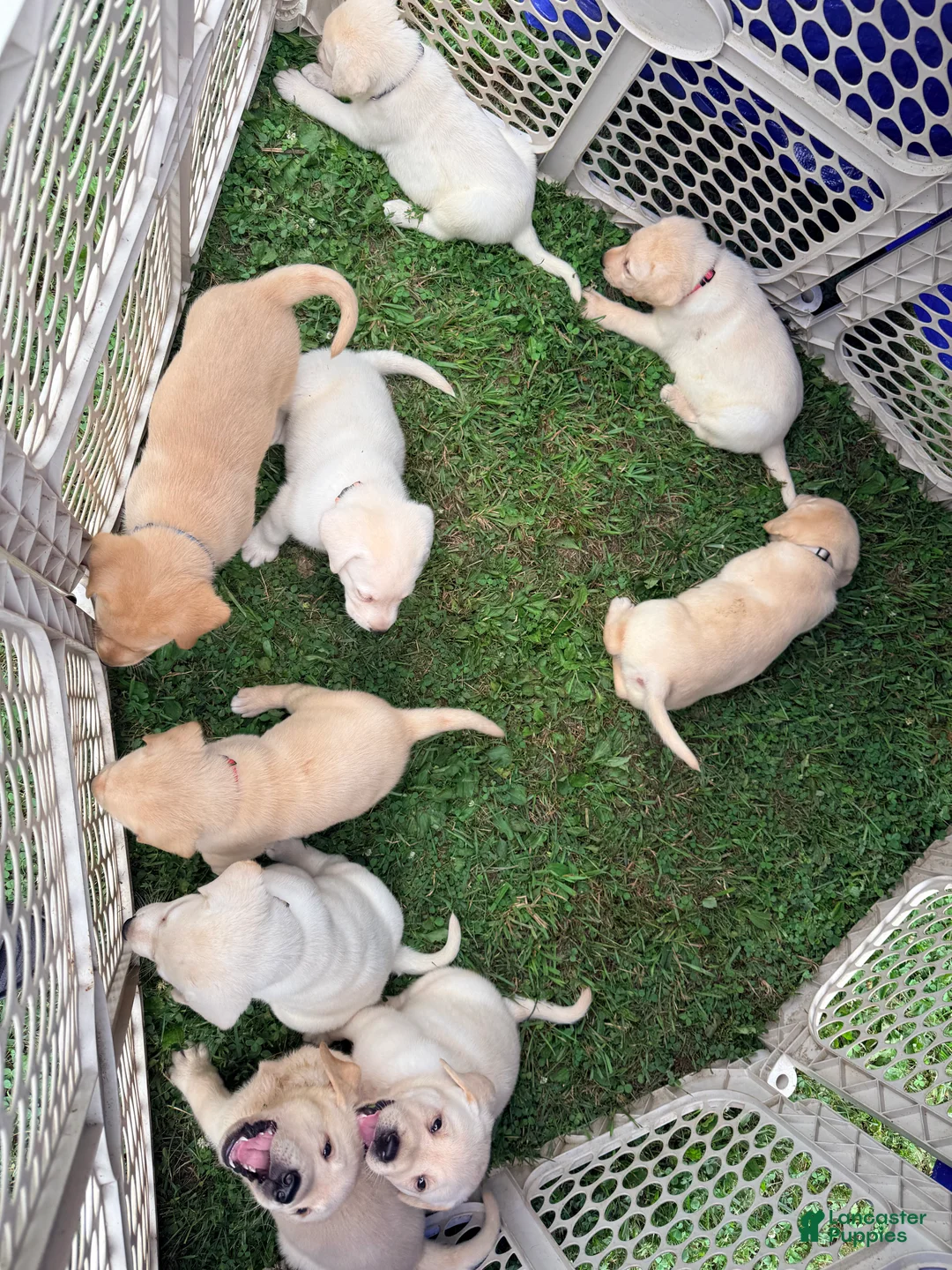 Labrador Retriever dogs for sale: Male  - Ad 2