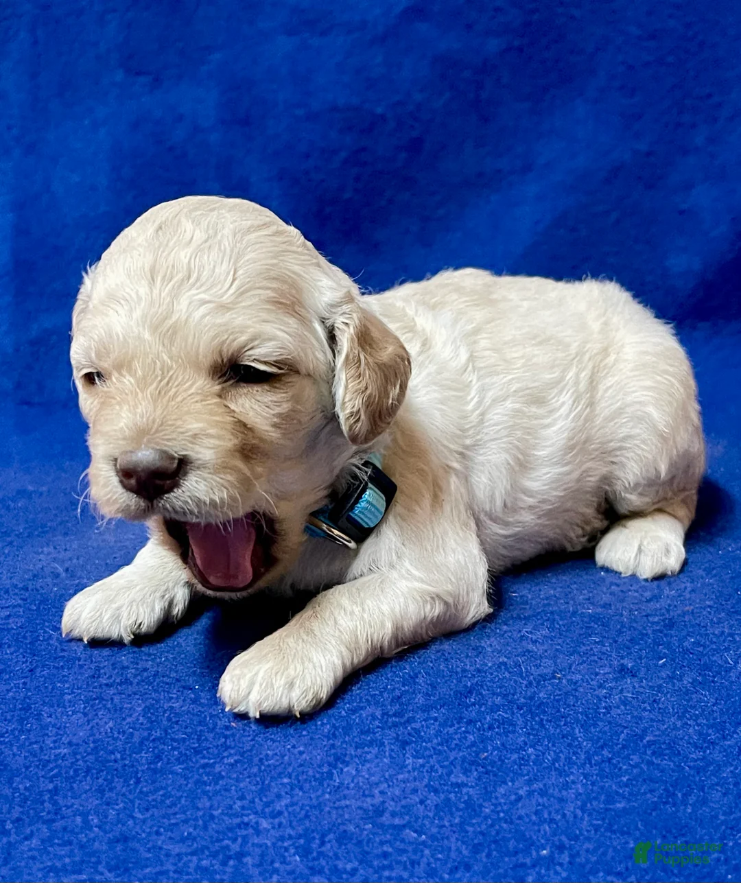 Cockapoo dogs for sale: Lily - Ad 2