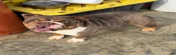 English Bulldog dogs for sale: Snickers  - Ad 4
