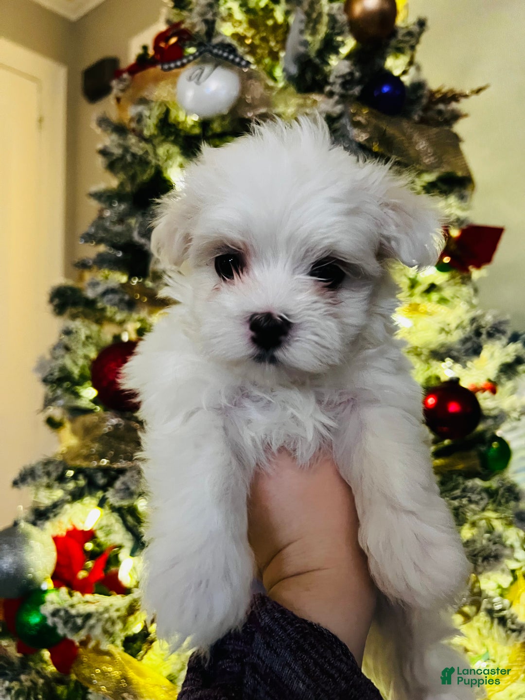 Maltese dogs for sale: Peppermint - Ad 2