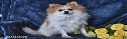 Pomeranian dogs for sale: Charlie - Ad 6