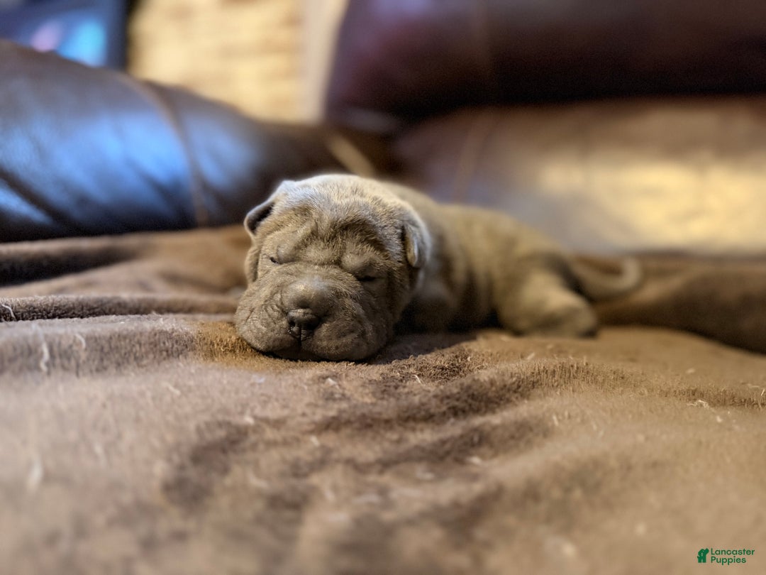 Shar Pei dogs for sale: Boo - Ad 4